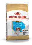 Cavalier King Charles Puppy
