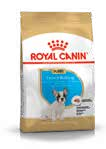 French Bulldog Adult