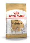 Chihuahua Adult