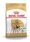 Cavalier King Charles Adult