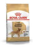 Golden Retriever Adult